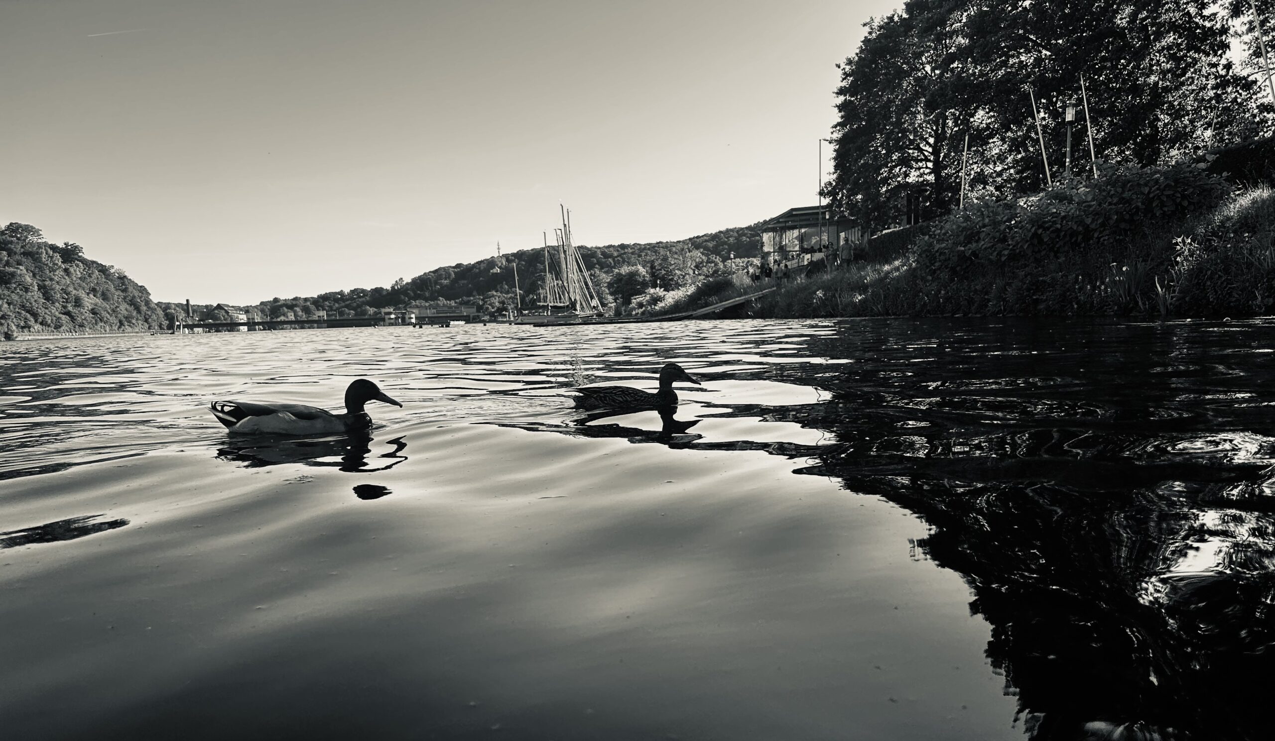 Schwarz-Weiß-Fotografie zweier Enten auf einem See mit Ufer und Segelbooten im Hintergrund.